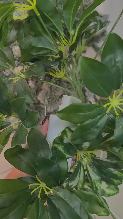 Carregar vídeo: Descubra a sungwa